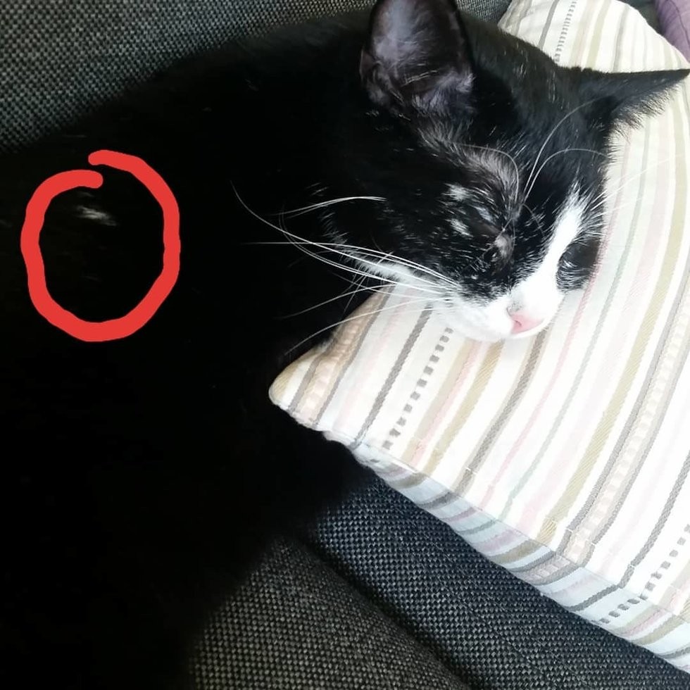 lovemeow