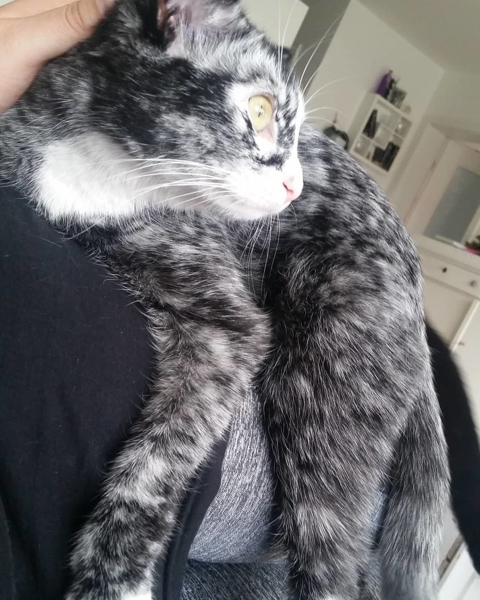 lovemeow