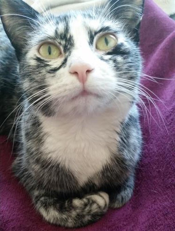 lovemeow