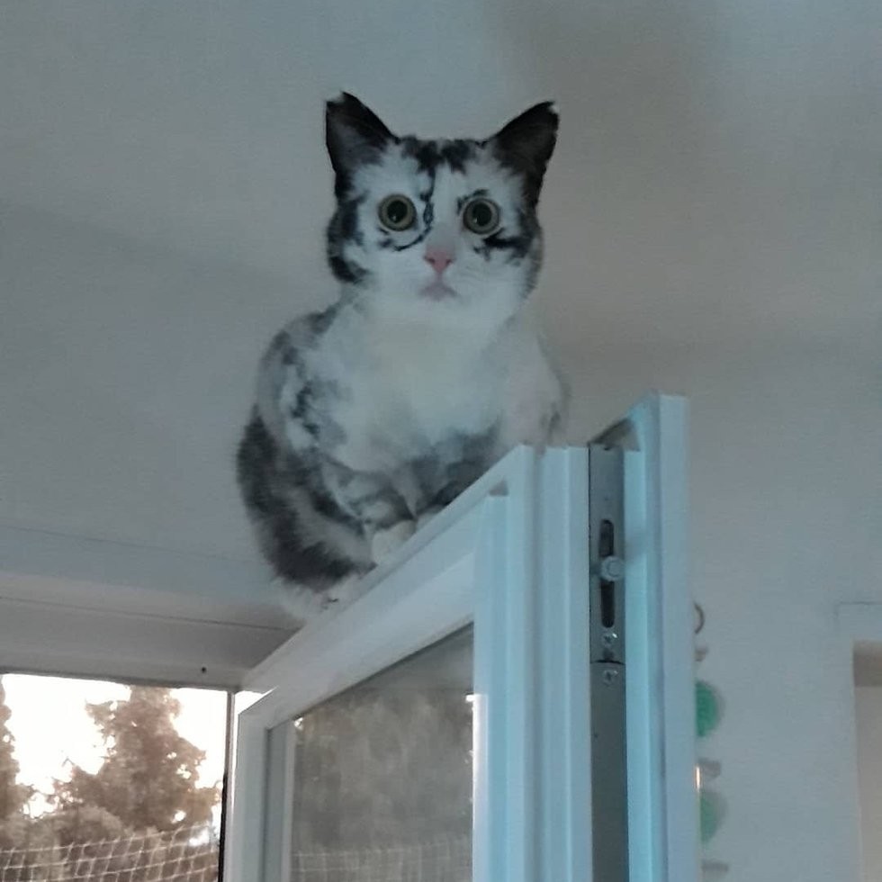 lovemeow