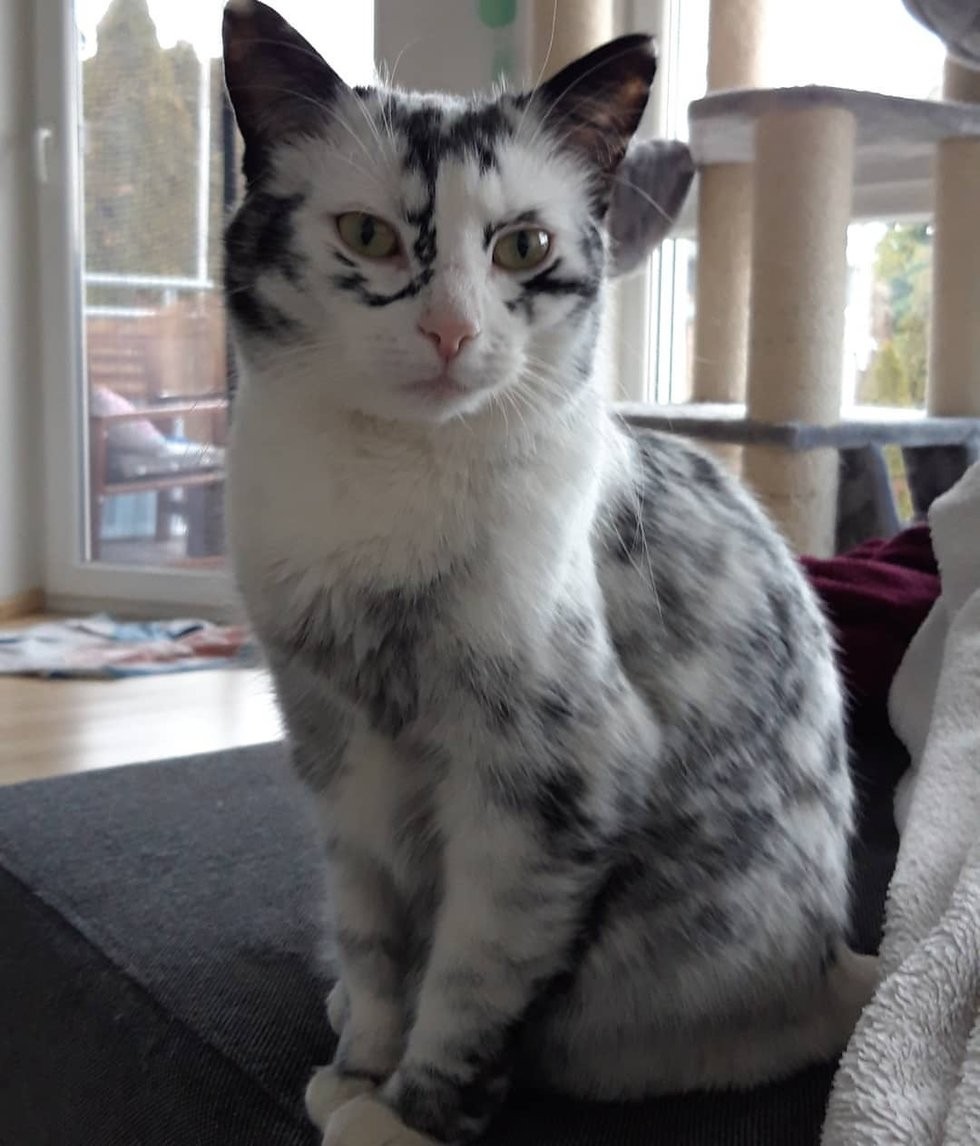 lovemeow
