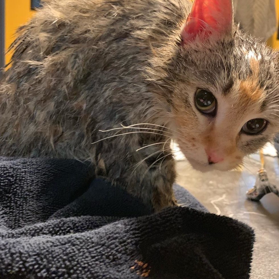 Steinbach Fire Department