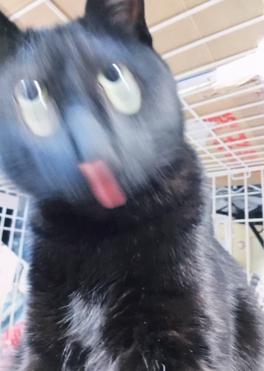 #猫の写真へたくそ選手権