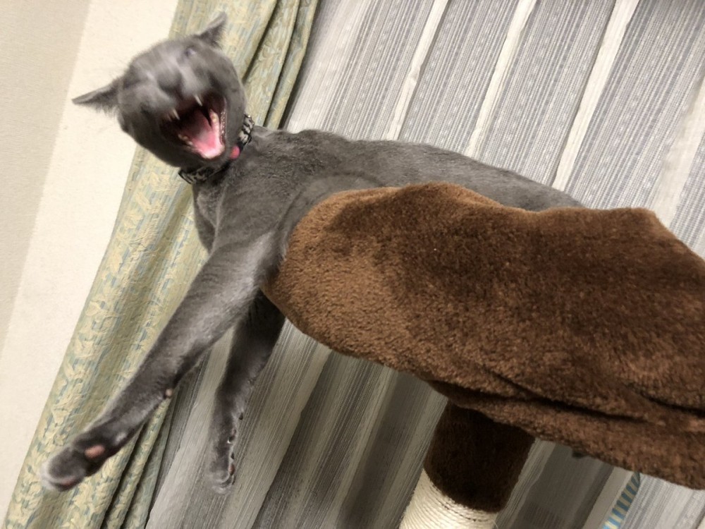 #猫の写真へたくそ選手権