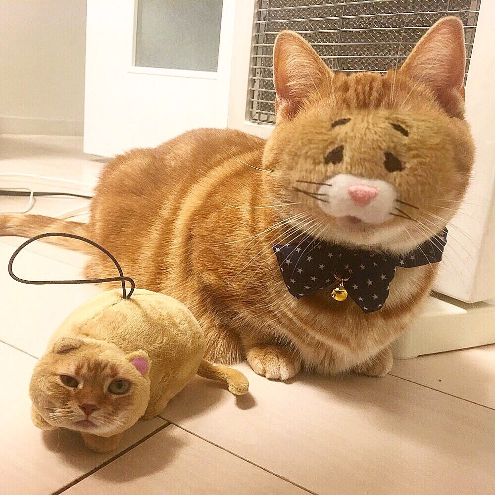 #猫の写真へたくそ選手権