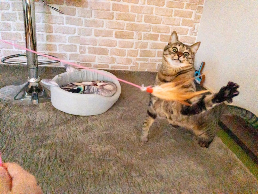 #猫の写真へたくそ選手権