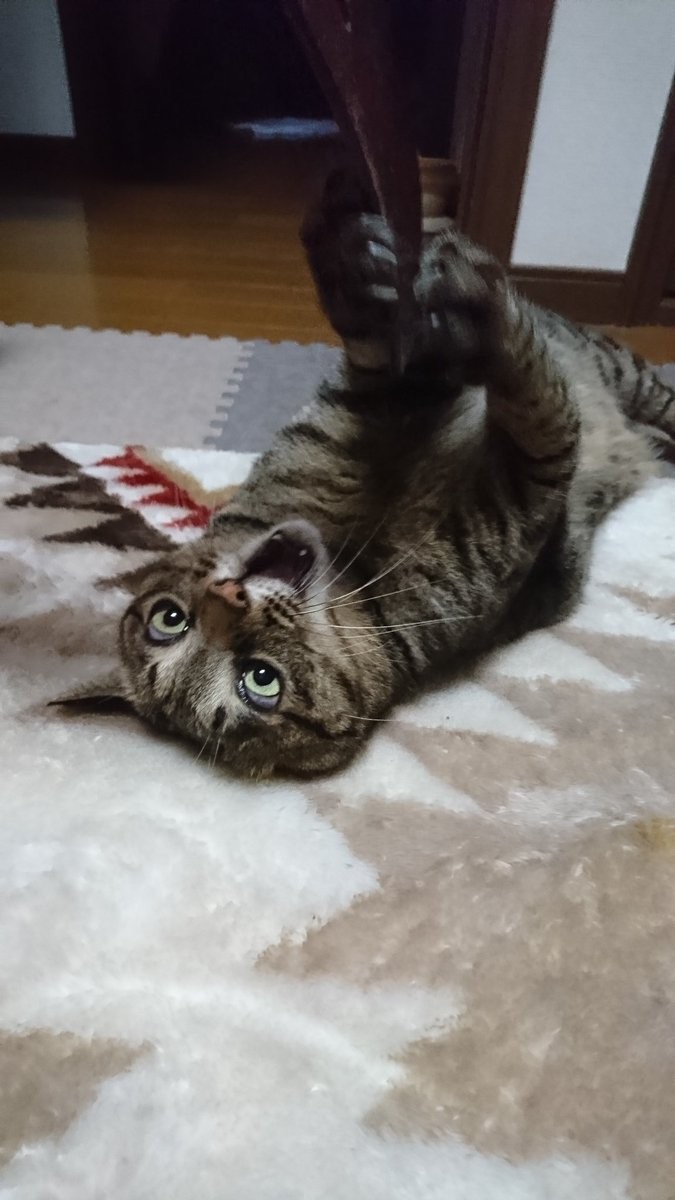 #猫の写真へたくそ選手権