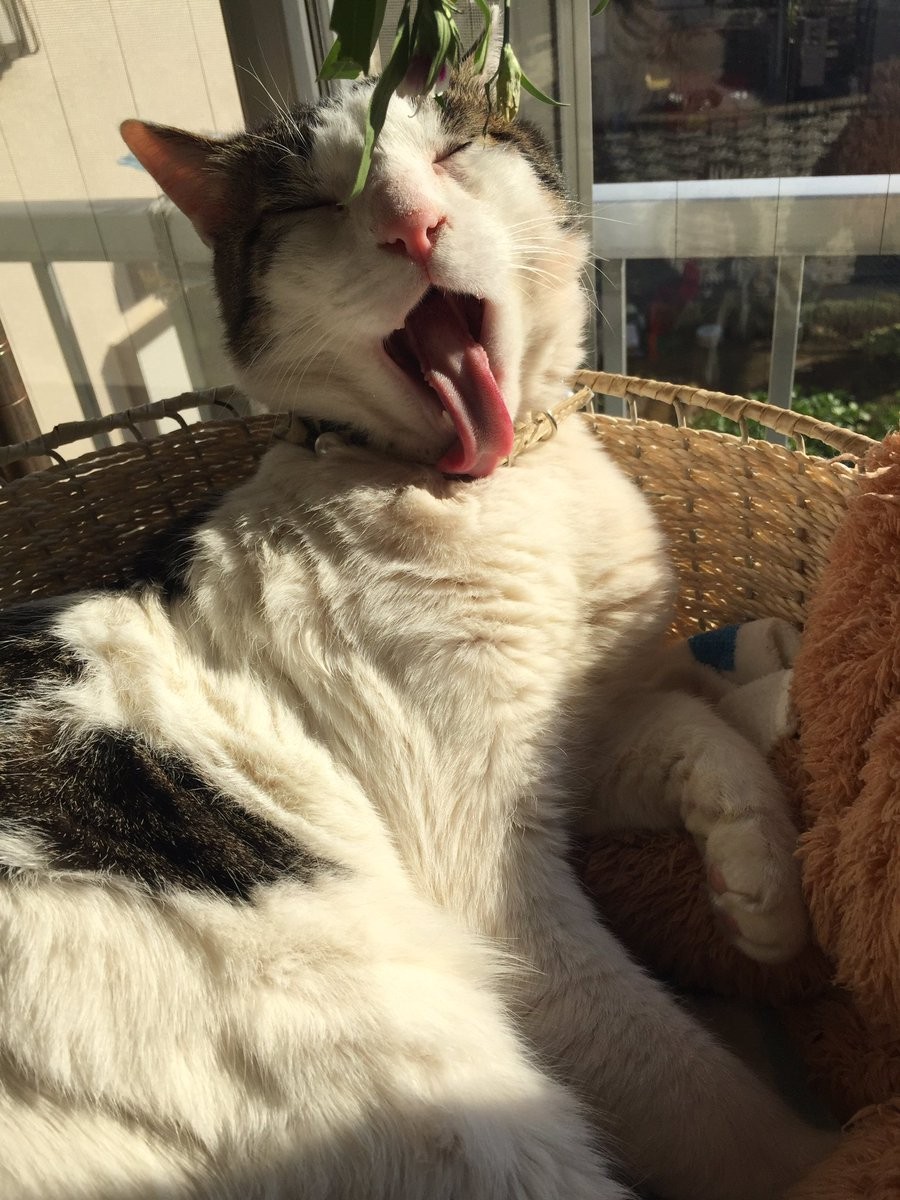 #猫の写真へたくそ選手権