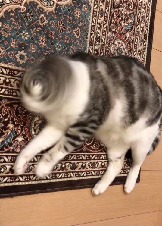 #猫の写真へたくそ選手権