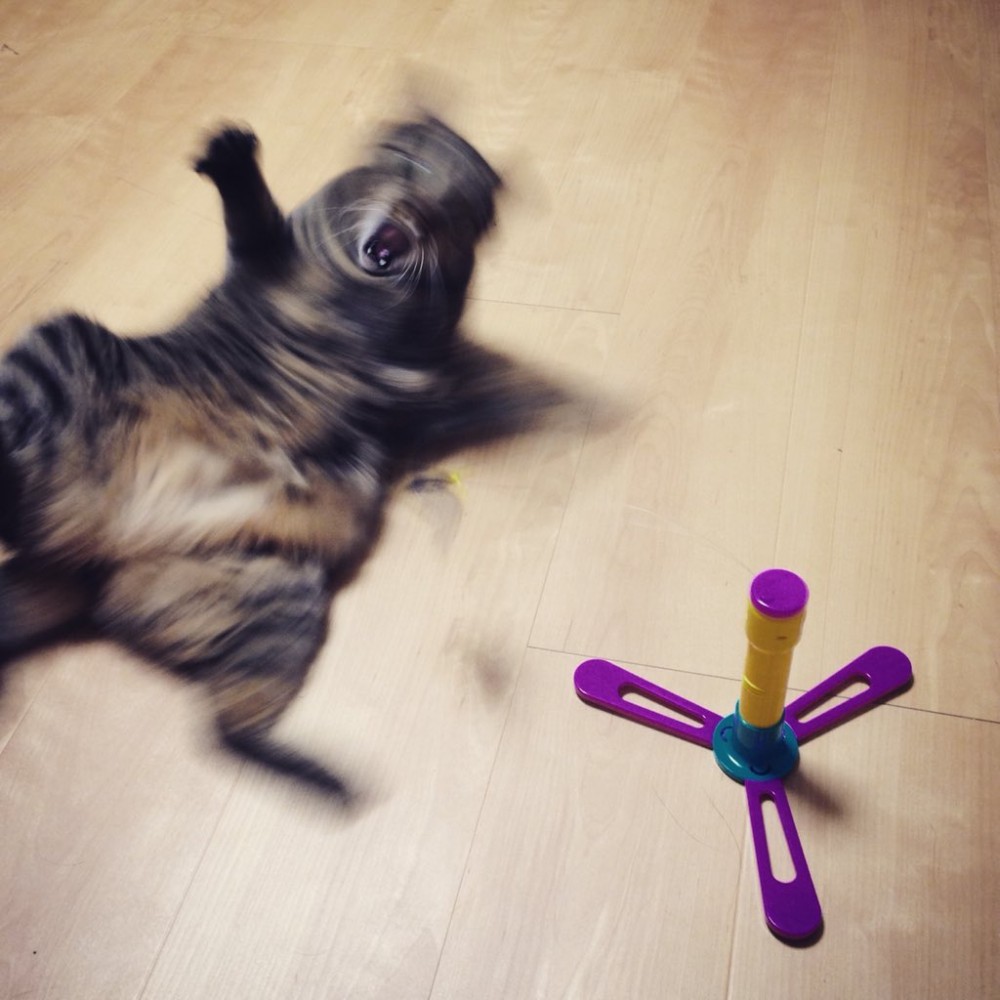 #猫の写真へたくそ選手権
