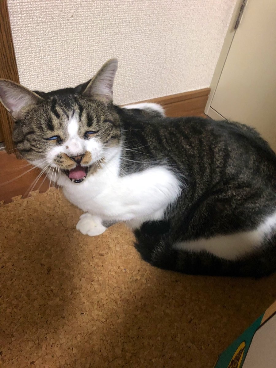 #猫の写真へたくそ選手権
