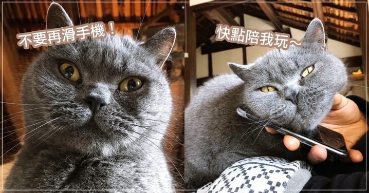 神煩主子求關注！日本貓奴用「這招」霸氣收服，立刻就讓貓主爽到乖乖瞇瞇眼～
