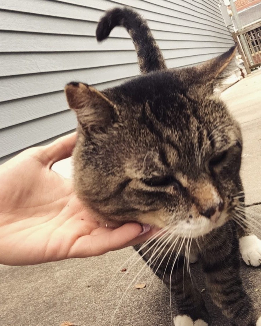 @larry_the_security_cat