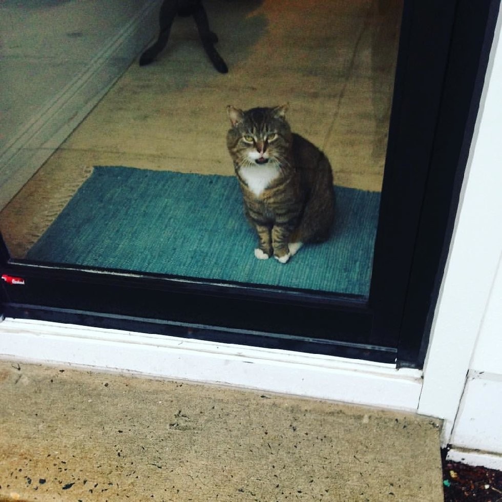 @larry_the_security_cat