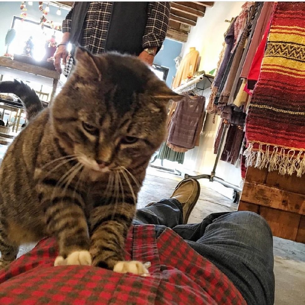 @larry_the_security_cat