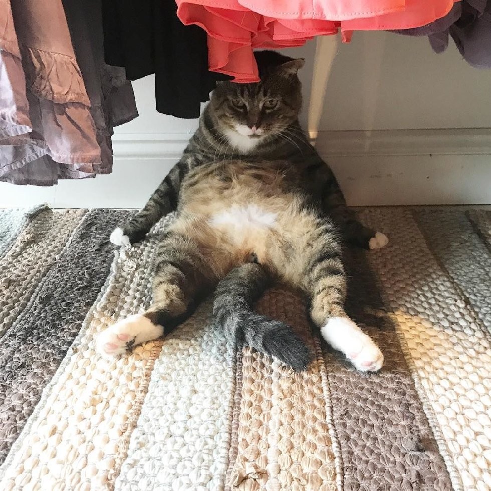 @larry_the_security_cat