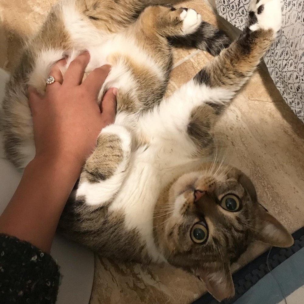 chunkchunkthecat