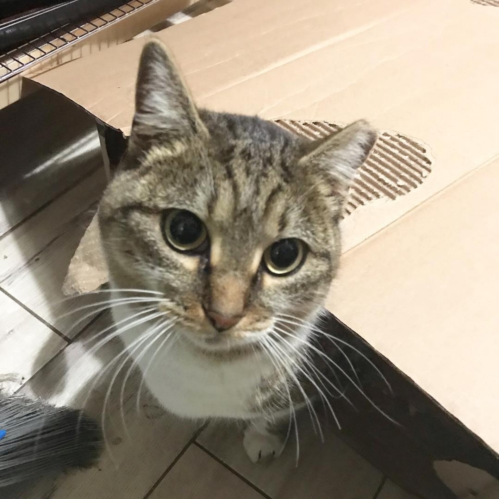 chunkchunkthecat