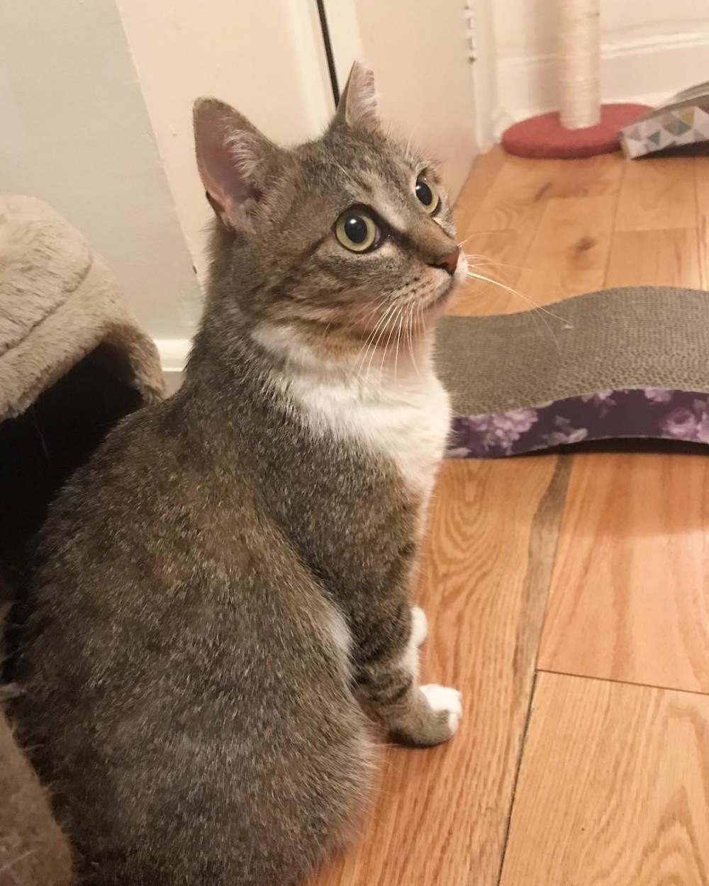 chunkchunkthecat