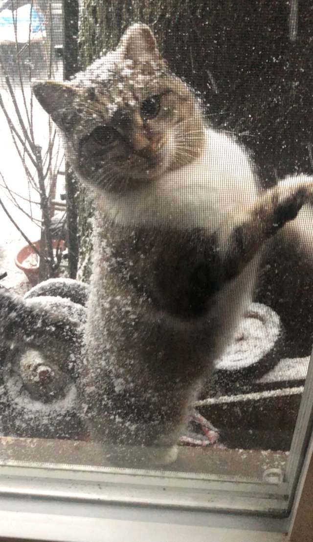 chunkchunkthecat 