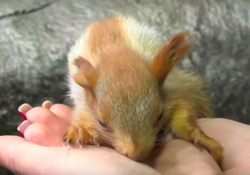 美国之音中文网 