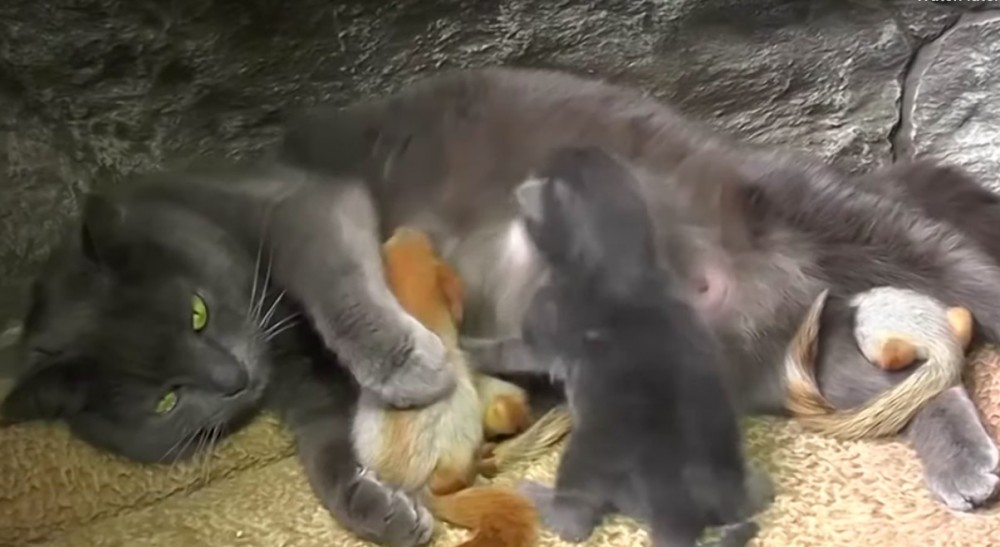 美国之音中文网 