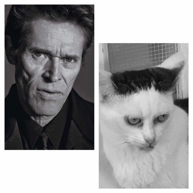 Steve Buscemi Cat
