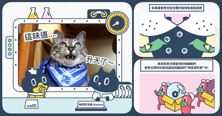 【Kuroro不可思議的貓科學】第十四話 - 聞到味道嘴開開，不是被臭暈？原來有怪異表情，是這樣呀！