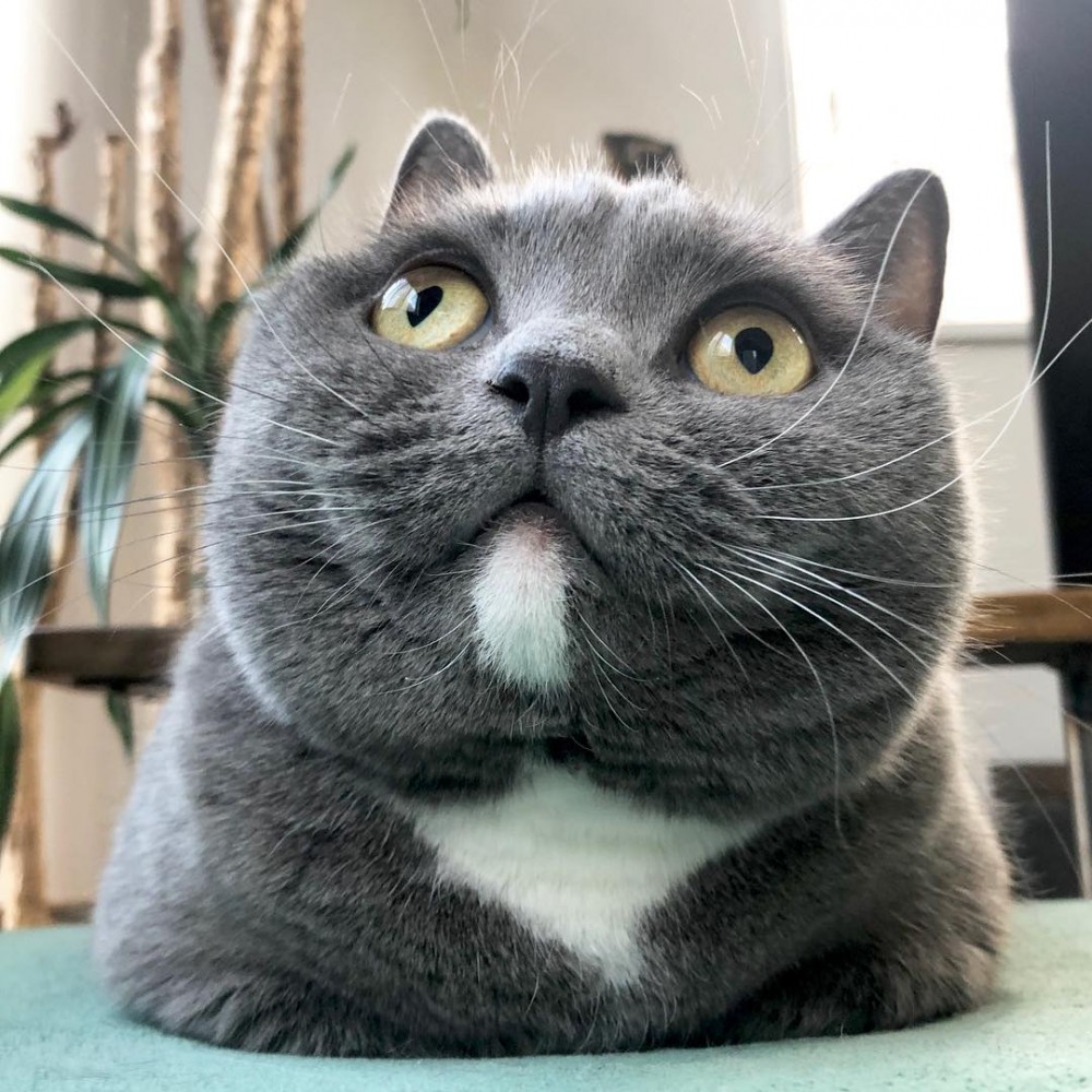 omame_munchkin