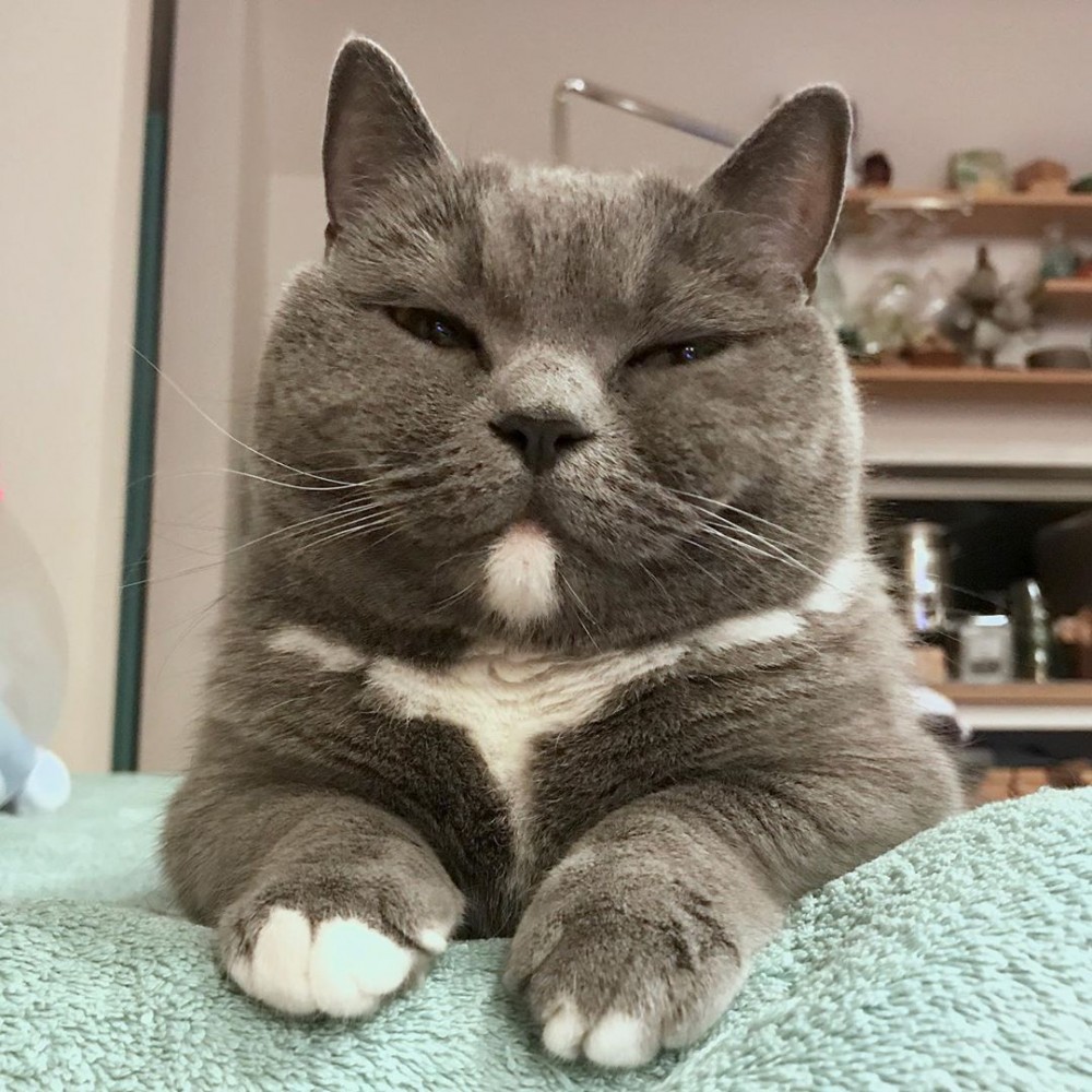 omame_munchkin