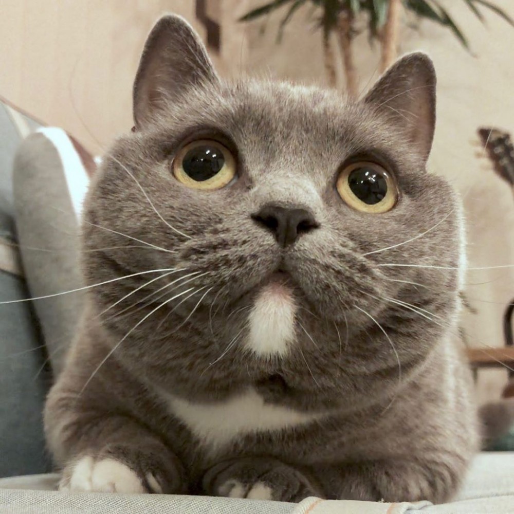 omame_munchkin_60312925_139788103767062_8938159854701417125_n