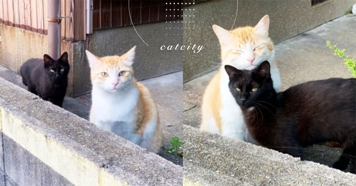 日本推主拍攝街貓，黑貓跑來「附送斜眼瞪」！網笑：根本吃醋男友～