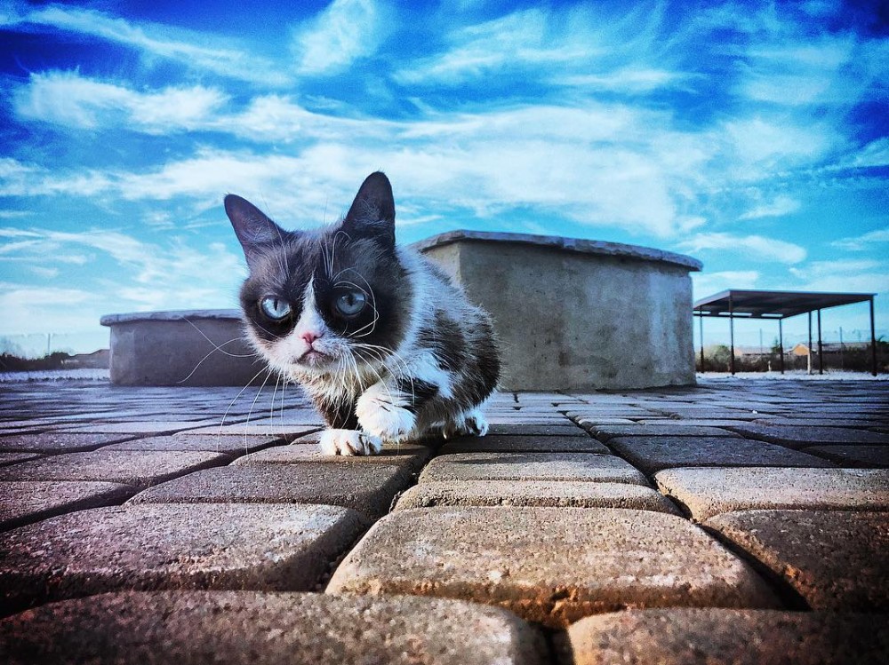 ＠realgrumpycat