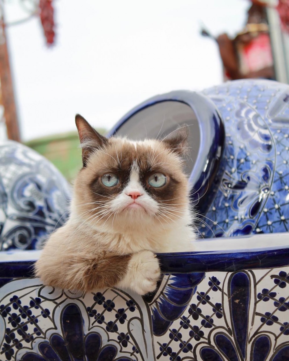 ＠realgrumpycat