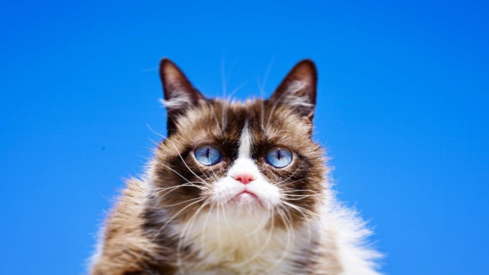 ＠realgrumpycat