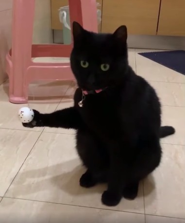 黑貓一副呆滯表情笑翻網友。