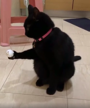 黑貓「一手拿球」好厲害!