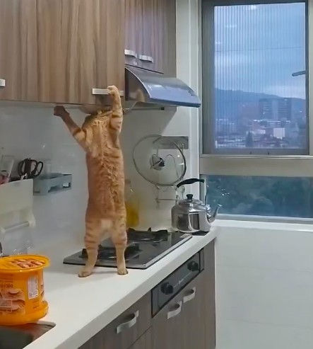 FB 可樂狗橘子貓