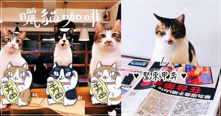 【台北貓咖啡廳】貓店長坐檯！超療癒「曬貓咖啡」溫馨空間，陪你度過悠閒午後！