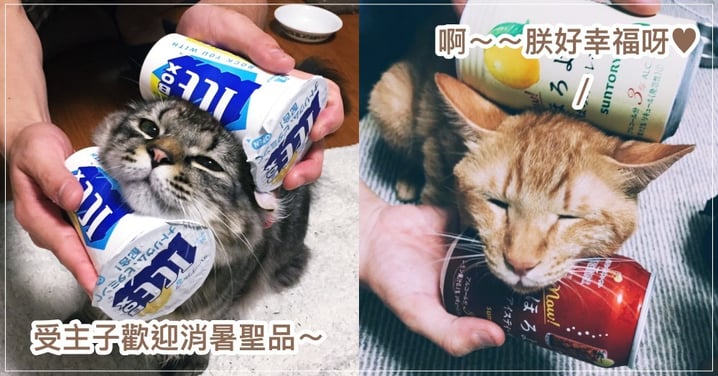 日推主發現「消暑聖品」受貓歡迎，竟露出迷濛眼神！ 網笑：一個冰枕的概念～