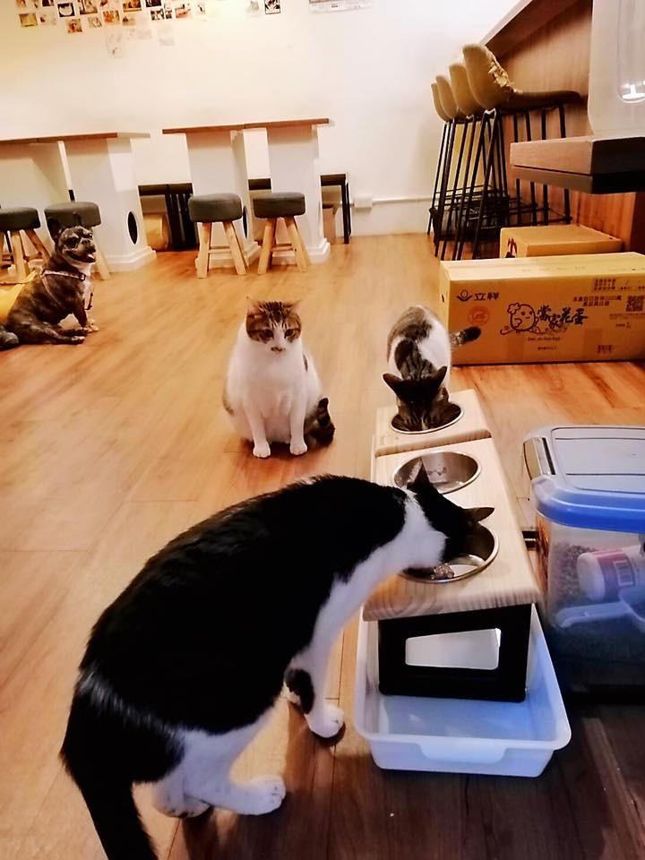 FB 曬貓咖啡
