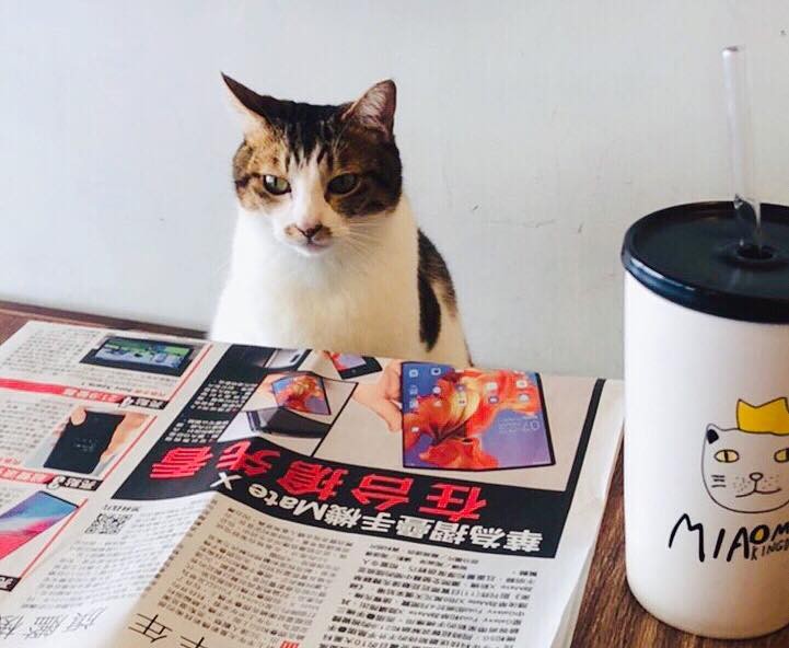 FB 曬貓咖啡