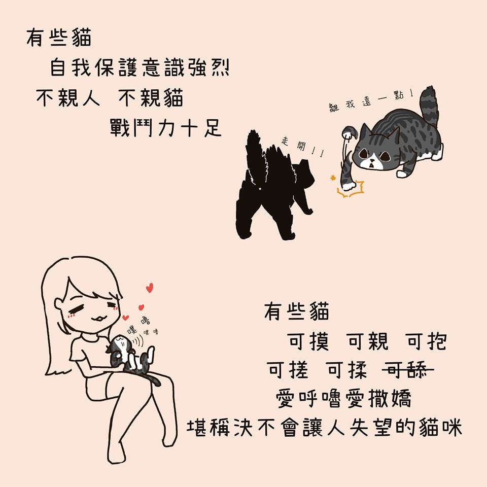 FB 我的貓貓生活