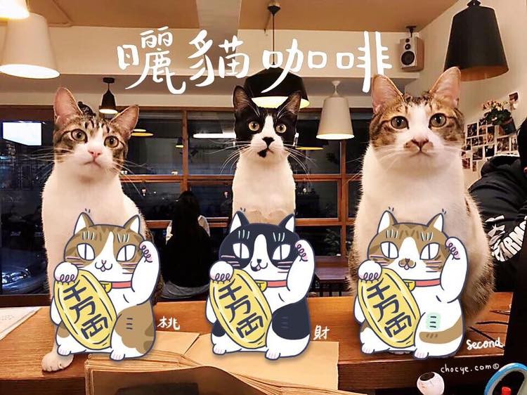 FB 曬貓咖啡
