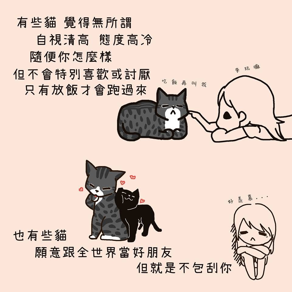 FB 我的貓貓生活