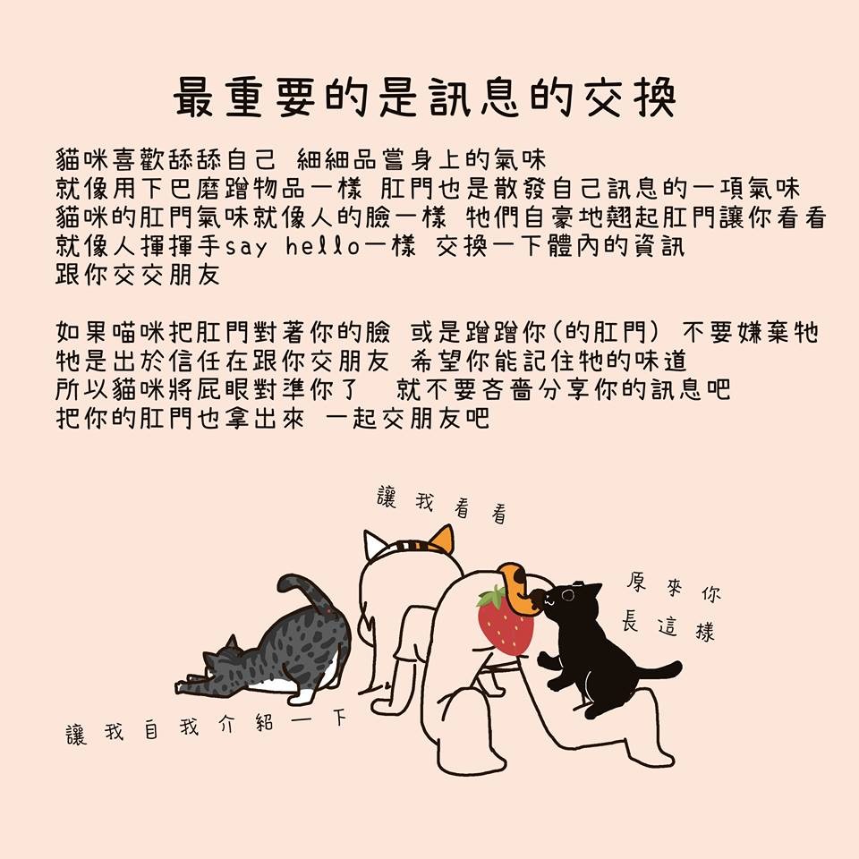 FB 我的貓貓生活