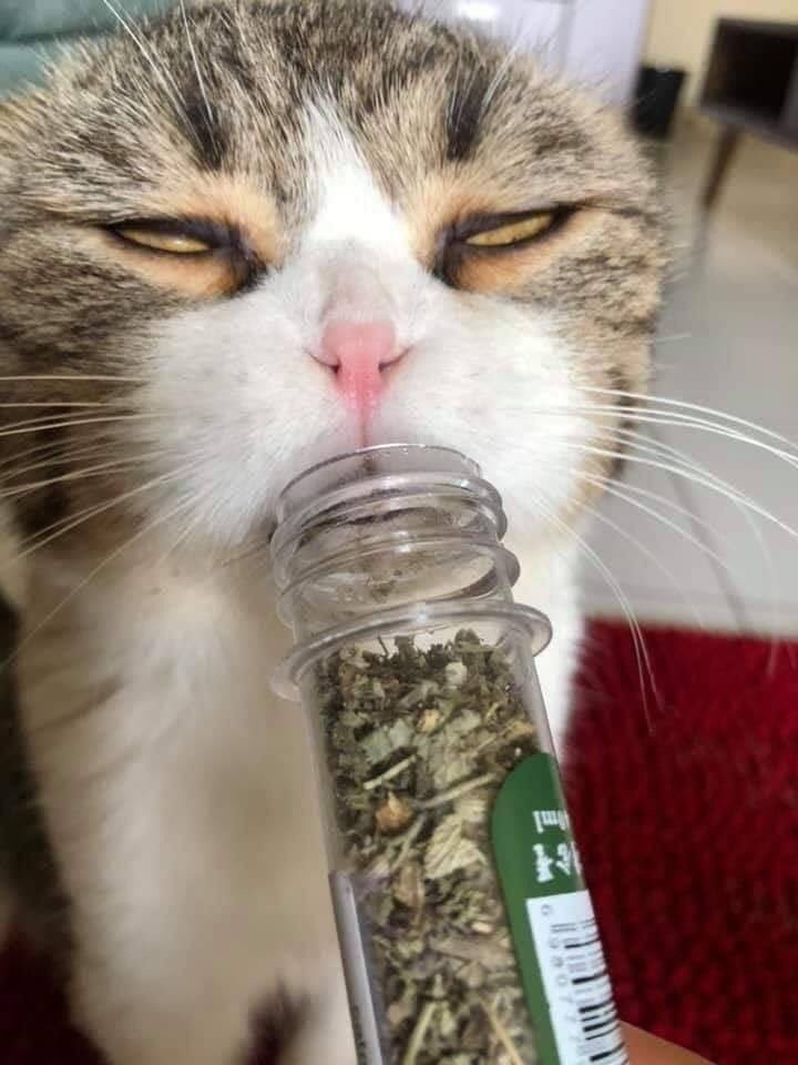 @riddimangel 