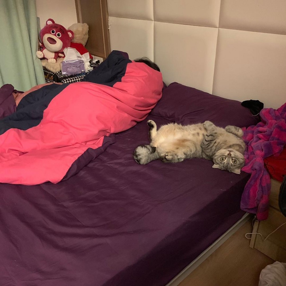 bella0305_voguecat