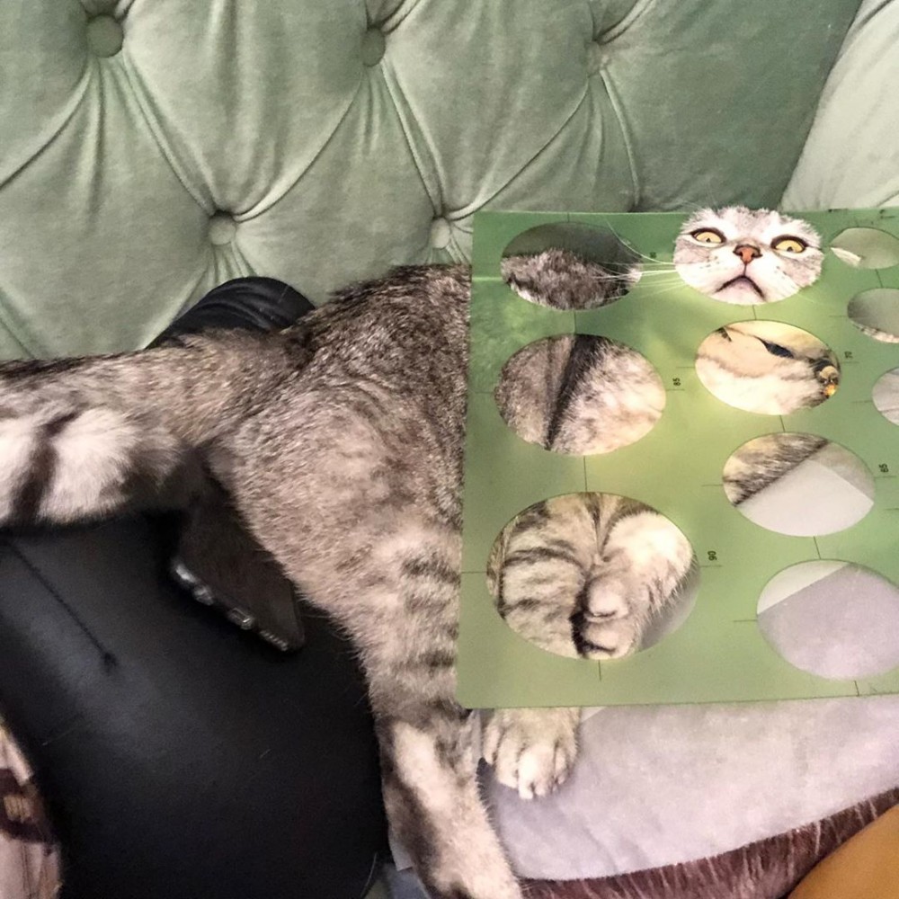 bella0305_voguecat 