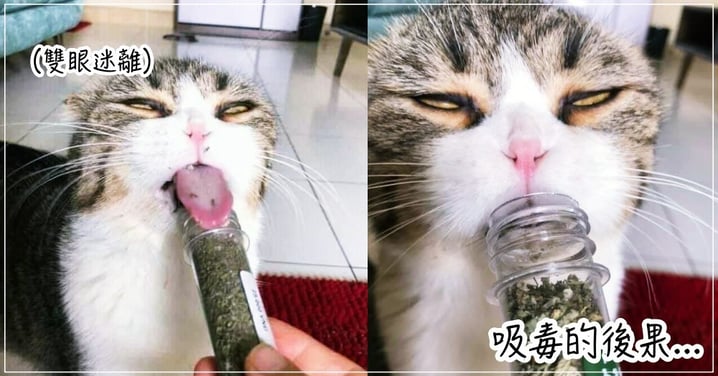 連喵都成癮的毒品!遇上貓草的反應,喵星人都變「ㄎ 一尢」的理由...網:原來是這樣~